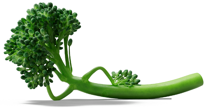 Tenderstem character lying down